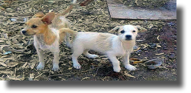 ΛΕΡΟΣ: Καταγγελία από συμπολίτισσα μας για εγκατάλειψη δυο μικρών σκύλων