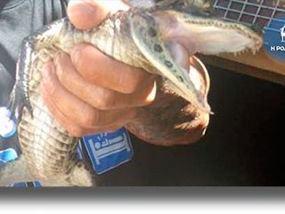 ΡΟΔΟΣ: Κατασχέθηκαν&#8230; αλιγάτορες, βόες και πύθωνες!