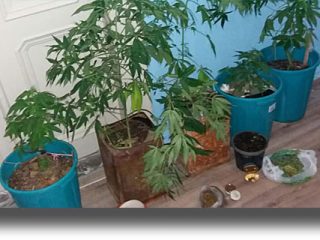 ΚΑΛΥΜΝΟΣ: Συνελήφθη 68χρονος για κατοχή, καλλιέργεια κάνναβης και παράνομη κατοχή εκρηκτικών υλών