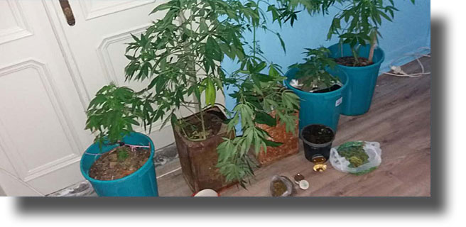 ΚΑΛΥΜΝΟΣ: Συνελήφθη 68χρονος για κατοχή, καλλιέργεια κάνναβης και παράνομη κατοχή εκρηκτικών υλών