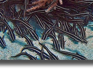 Νέες αφίξεις από δηλητηριώδη ψάρια στο Αιγαίο