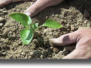 Εξαφανίζεται το χώμα από τα νησιά του Αιγαίου