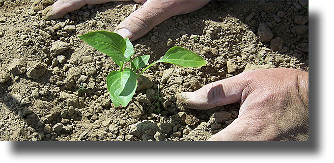 Εξαφανίζεται το χώμα από τα νησιά του Αιγαίου