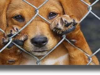 Κάλυμνος: Σύλληψη 59χρονου για κακοποίηση ζώου