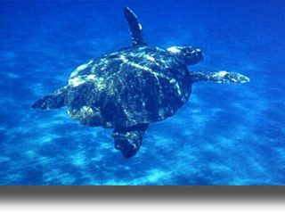 Κως: Εντοπισμός νεκρής θαλάσσιας χελώνας