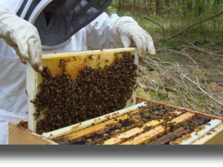 ΛΕΡΟΣ: Ανακοίνωση του Μελισσοκομικού Συνεταιρισμού σχετικά με τα φυτοφάρμακα