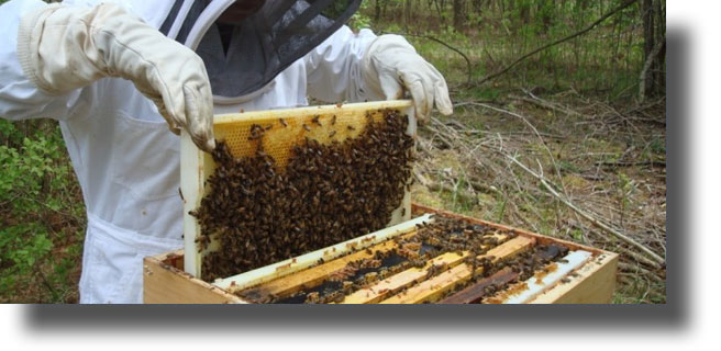 ΛΕΡΟΣ: Ανακοίνωση του Μελισσοκομικού Συνεταιρισμού σχετικά με τα φυτοφάρμακα