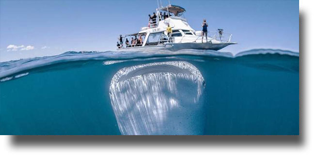 Ίσως η πιο εντυπωσιακή φωτογραφία -Το μεγαλύτερο ψάρι στον κόσμο, με το αβυσσώδες στόμα [εικόνα & βίντεο]