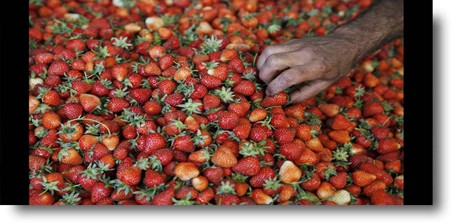 Αυτά είναι τα πιο μολυσμένα φρούτα και λαχανικά για το 2018