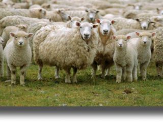 Τοξίνη των προβάτων πιθανώς να συνδέεται με την σκλήρυνση κατά πλάκας