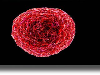 O «ξάδελφος» του HIV που μαστίζει την Αυστραλία