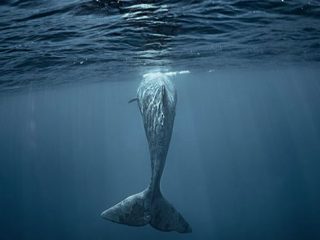 Φάλαινα 40 τόνων κόβει βόλτες στις Κυκλάδες