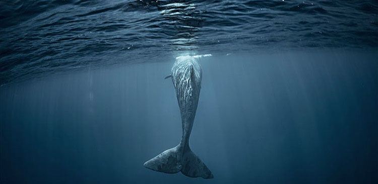 Φάλαινα 40 τόνων κόβει βόλτες στις Κυκλάδες