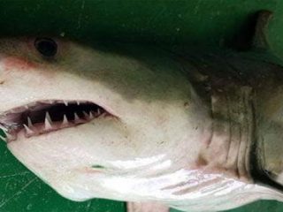 Λευκός καρχαρίας στο Αιγαίο – Πιάστηκε στα δίχτυα ψαράδων!