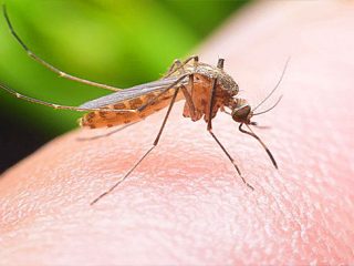 Μεταδίδεται από τα κουνούπια ο κορωνοϊός; – Οσα πρέπει να ξέρετε