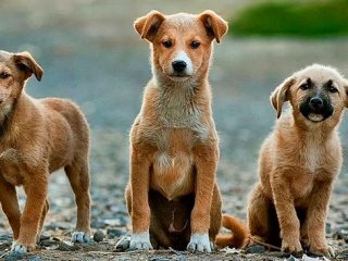 Λέρος: Ενημέρωση της Δημοτικής Αρχής για τα Αδέσποτα Ζώα