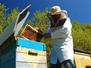 Ανακοίνωση προς τους Μελισσοκόμους για δηλώσεις κυψελών Διαχείμασης και Mελισσοκομικό Πρόγραμμα έτους 2019