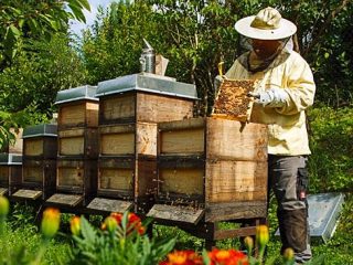 Έρευνα για τη μελισσοκομία στα Δωδεκάνησα