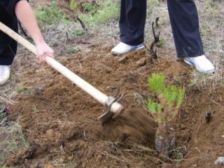 Λέρος: Διοργάνωση δεντροφύτευσης από τον Δήμο στις περιοχές Μερικιά,Φράγμα Παρθενίου και Φυτώριο