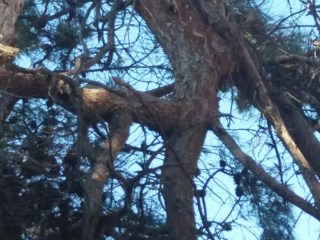 Λέρος: Mε επιτυχία η εκδήλωση για την κοπή πίτας της Πανελλήνιας Ένωσης Λερίων