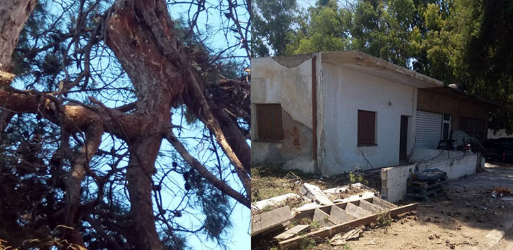 Λέρος: Ανακοίνωση από το γραφείο Δημάρχου για κοπή δέντρου στο Λακκί