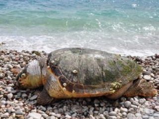 Λέρος: Εντοπίστηκε νεκρή πράσινη χελώνα στη Γούρνα