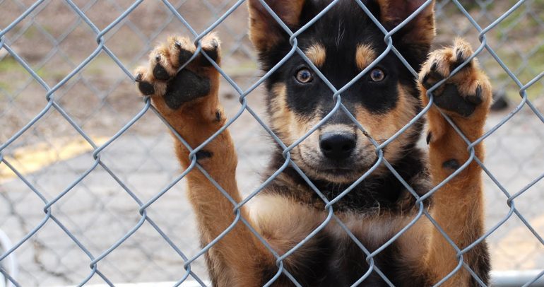Λέρος: Κατατέθηκε ο πλήρης φάκελος για την ένταξη του Δήμου στο πρόγραμμα καταφυγίου για τα αδέσποτα