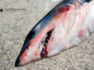 Καρχαριοειδές αλιεύτηκε ανοιχτά της Ρόδου