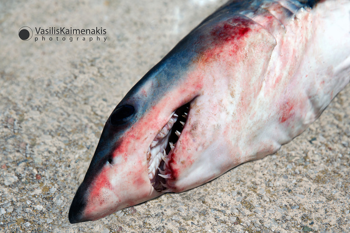 Καρχαριοειδές αλιεύτηκε ανοιχτά της Ρόδου