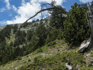 Αστεροσκοπείο Αθηνών: Πόσο χρήσιμοι είναι διεθνώς οι δείκτες επικινδυνότητας πυρκαγιών -Τι ισχύει για την Ελλάδα