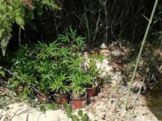 ΚΩΣ: Δύο συλλήψεις για κατοχή και καλλιέργεια δενδρυλλίων κάνναβης