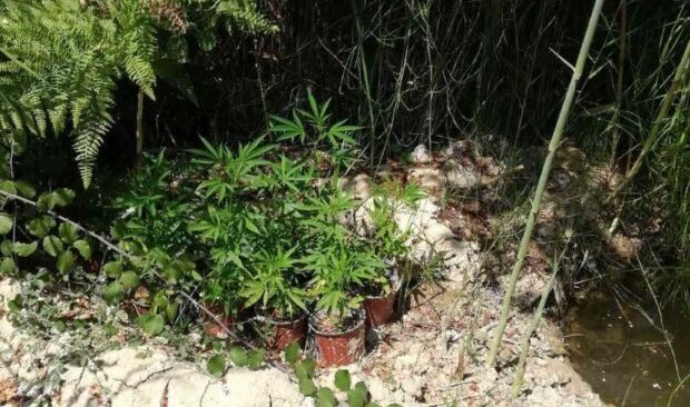 ΚΩΣ: Δύο συλλήψεις για κατοχή και καλλιέργεια δενδρυλλίων κάνναβης