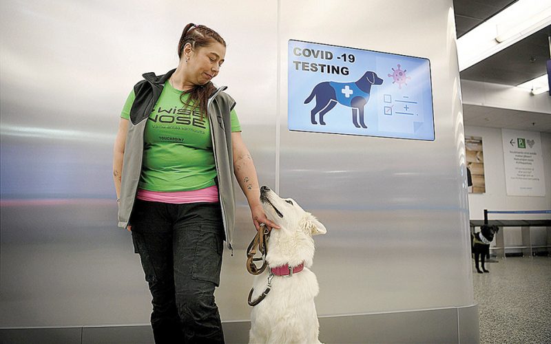 Οι σκύλοι που μυρίζουν τον&#8230; κορωνοϊό