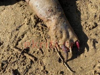 Σοκ στην Κρήτη: Απόκοσμο πλάσμα ξεβράστηκε από ποτάμι &#8211; Ανάστατοι οι κάτοικοι!