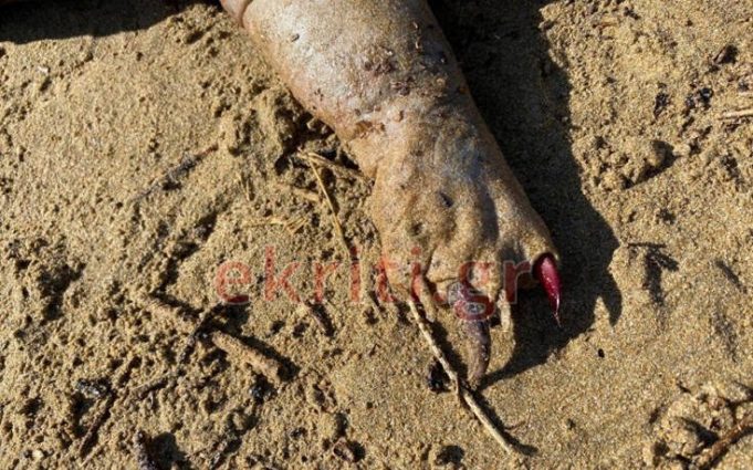 Σοκ στην Κρήτη: Απόκοσμο πλάσμα ξεβράστηκε από ποτάμι – Ανάστατοι οι κάτοικοι!