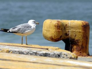 Μεταφορικό Ισοδύναμο Καυσίμων: Άνοιξε η πλατφόρμα για κατοίκους και επαγγελματίες 34 νησιών