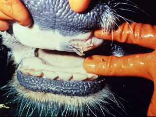 Εμφάνιση κρουσμάτων Αφθώδους πυρετού και Ευλογιάς στην Τουρκία