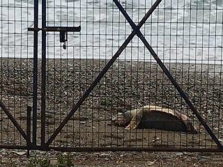 Λέρος: Εντοπισμός νεκρής θαλάσσιας χελώνας στο Βρομόλιθο