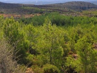Το 54% των Δωδεκανήσων είναι&#8230; δασική έκταση!