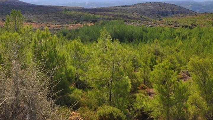 Το 54% των Δωδεκανήσων είναι… δασική έκταση!