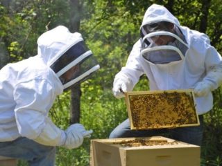 Αίτηση Ενίσχυσης – Δήλωσης Κατεχομένων Κυψελών &#8211; Πρόγραμμα Στήριξης των Μικρών Νησιών του Αιγαίου Πελάγους στον Τομέα της Μελισσοκομίας- έτος 2021