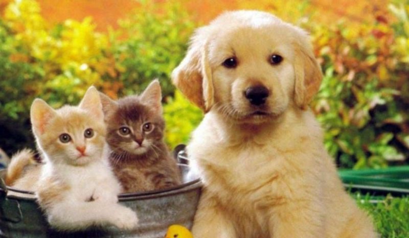 «Πέρασε» το νομοσχέδιο για τα ζώα συντροφιάς