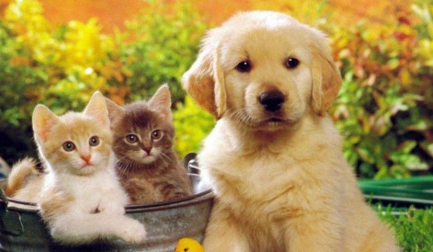 «Πέρασε» το νομοσχέδιο για τα ζώα συντροφιάς