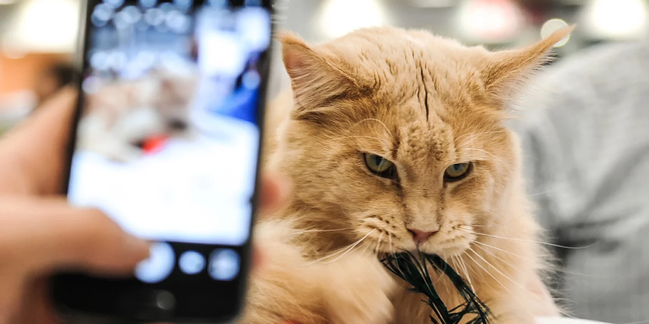 Αλλάζουν όλα με το νομοσχέδιο για τα ζώα συντροφιάς -Κατατέθηκε στη Βουλή, τι περιλαμβάνει