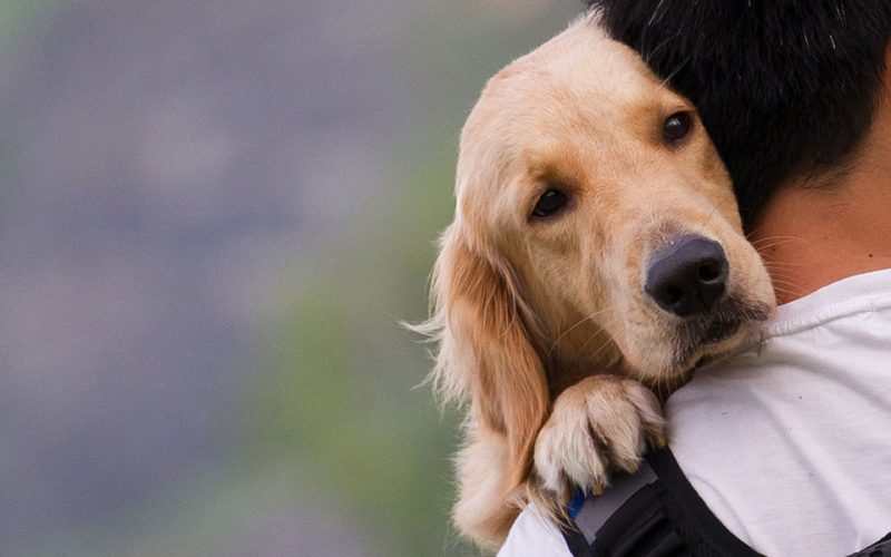 Τι πρέπει να κάνετε στον σκύλο σας μέχρι τον Μάρτιο – Ο νέος νόμος για τους ιδιοκτήτες ζώων συντροφιά