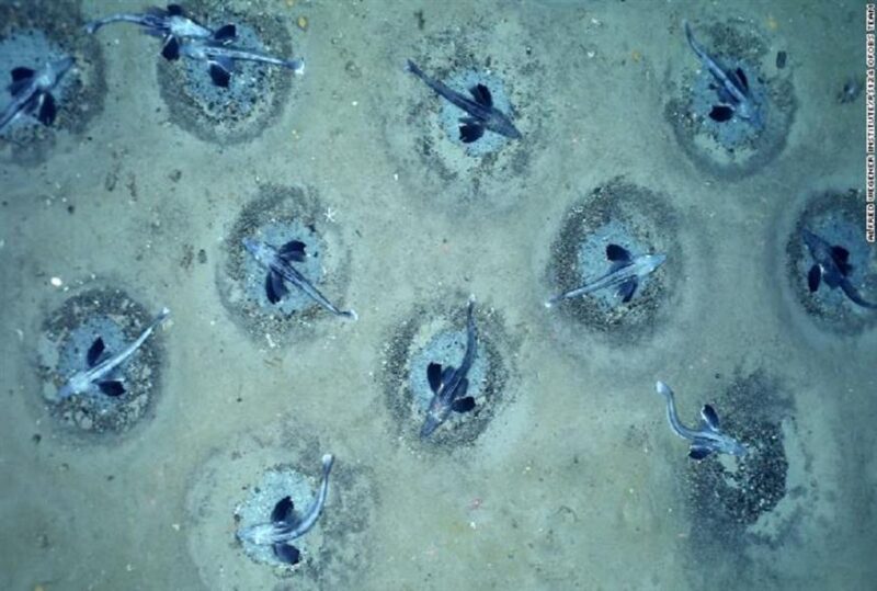 Η μεγαλύτερη αποικία ψαριών εντοπίστηκε στην Ανταρκτική – Έχει το μέγεθος της Μάλτας