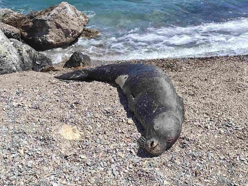 Λέρος: Σημαντική ανακοίνωση σχετικά με τη μεσογειακή φώκια που εμφανίζεται σε Παντέλι &#8211; Αγ. Μαρίνα