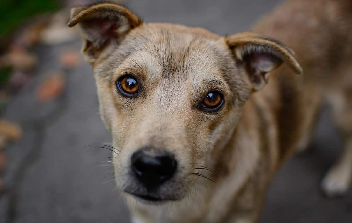 Δήμος Λέρου: Καταγραφή και περισυλλογή αδέσποτων ζώων Συντροφιάς