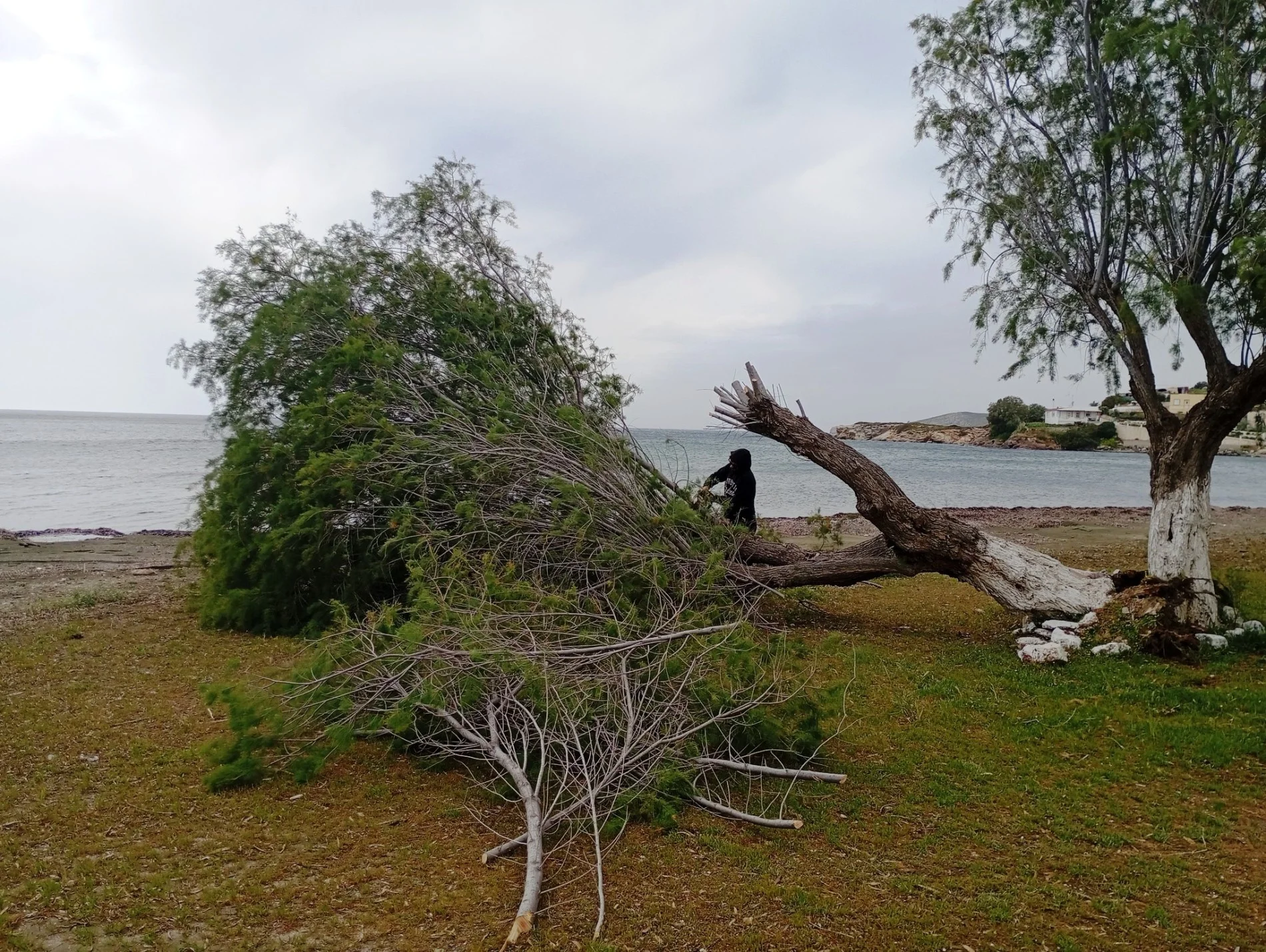 Λέρος: Οι θυελλώδεις άνεμοι ξερίζωσαν δέντρο στην παραλία της Γούρνας!