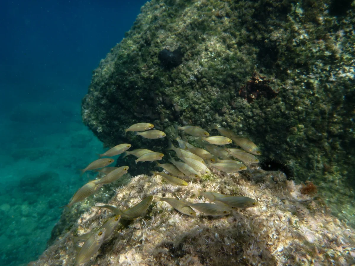 Οι επιστήμονες έκαναν μια ανησυχητική ανακάλυψη στο βαθύτερο σημείο της Μεσογείου